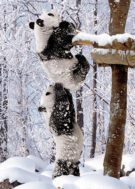 A Helping Hand - Personalised Christmas Cards A panda bear cub gives his friend a helping hand as they start their climb to the top of the snow-covered trees