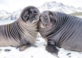 Personalised Christmas Card - Seal-tide Wishes An endearing image of two young seals nestled together. This unique and playful winter wildlife scene conveys joy and togetherness, making it a charming choice for sending personalised Christmas wishes.