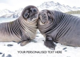Seal-tide Wishes - Front Personalised Christmas Card An endearing image of two young seals nestled together. This unique and playful winter wildlife scene conveys joy and togetherness, making it a charming choice for sending personalised Christmas wishes.