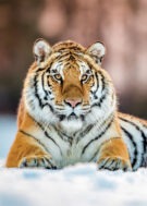 Tiger lying in the snow, ideal for personalised Christmas cards with a wildlife winter theme.